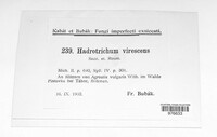 Hadrotrichum virescens image
